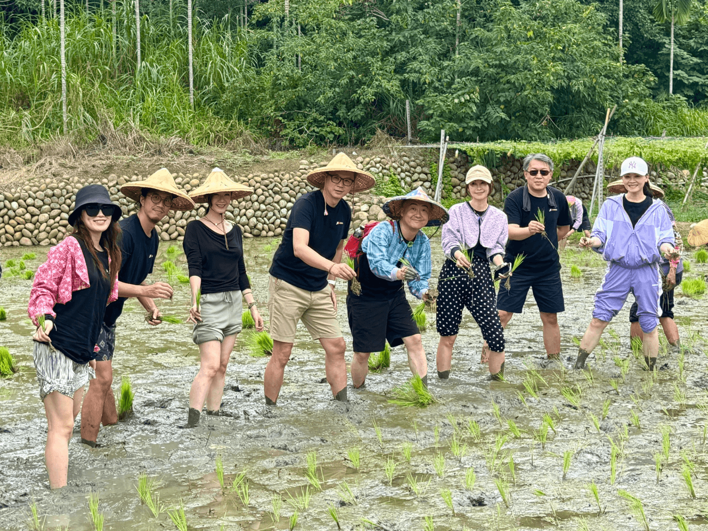 台湾苗栗県の水田にて「石虎米」の生産プロジェクト